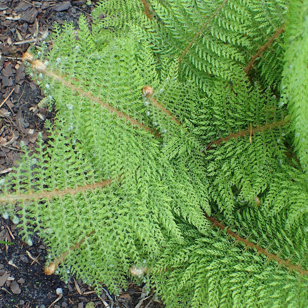 Polystichum setiferum ‘Herrenhausen’