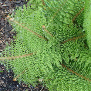 Polystichum setiferum ‘Herrenhausen’