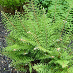 Polystichum setiferum ‘Herrenhausen’