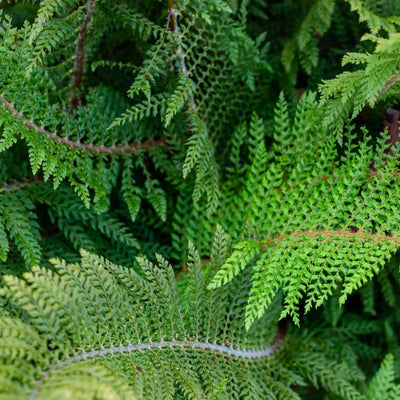 Overlapping soft shield fern fronds with red-brown stems in woodland shade.