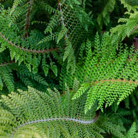 Overlapping soft shield fern fronds with red-brown stems in woodland shade.