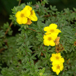 Potentilla fruticosa ‘Kobold’