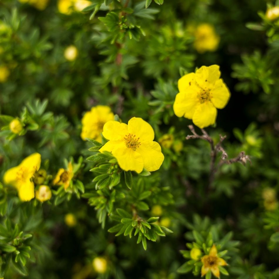 Potentilla fruticosa ‘Kobold’