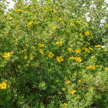 Potentilla fruticosa ‘Kobold’