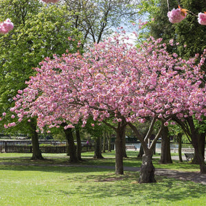 Prunus ‘Accolade’