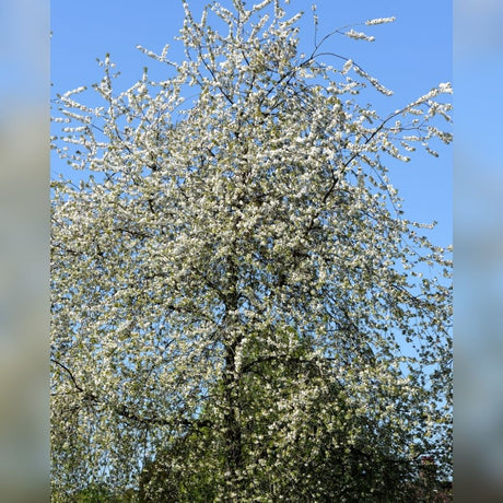 Tall Prunus avium ‘Plena’ tree completely covered in white spring blossom.