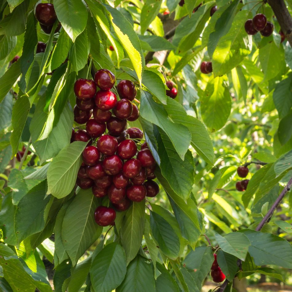 Prunus avium ‘Stella’ (Espalier)