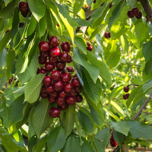 Prunus avium ‘Stella’ (Espalier)