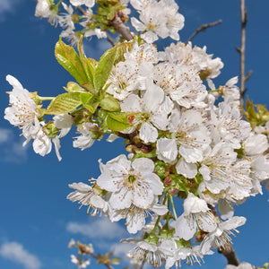 Prunus avium ‘Stella’ (Espalier)