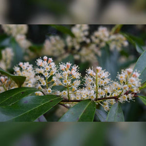 Prunus caroliniana
