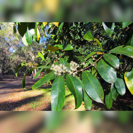 Prunus caroliniana branch carrying several creamy white flower clusters.
