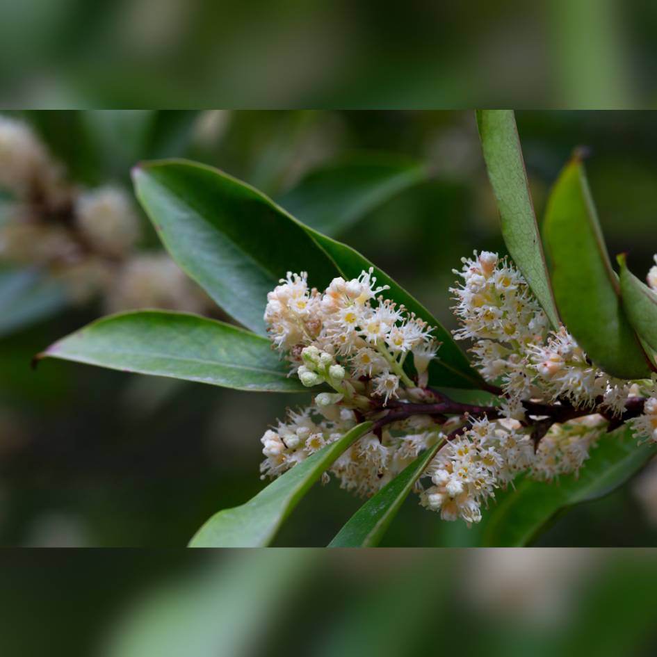 Prunus caroliniana