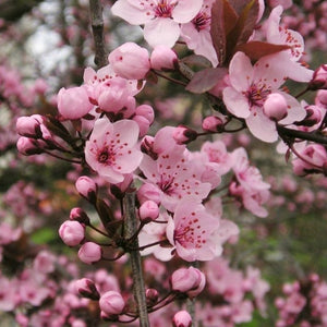 Prunus cerasifera ‘Nigra’