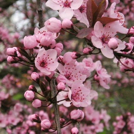 Prunus cerasifera ‘Nigra’