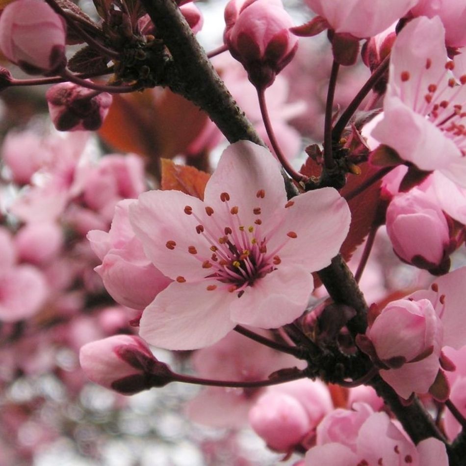 Prunus cerasifera ‘Nigra’