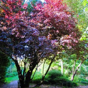 Prunus cerasifera ‘Nigra’