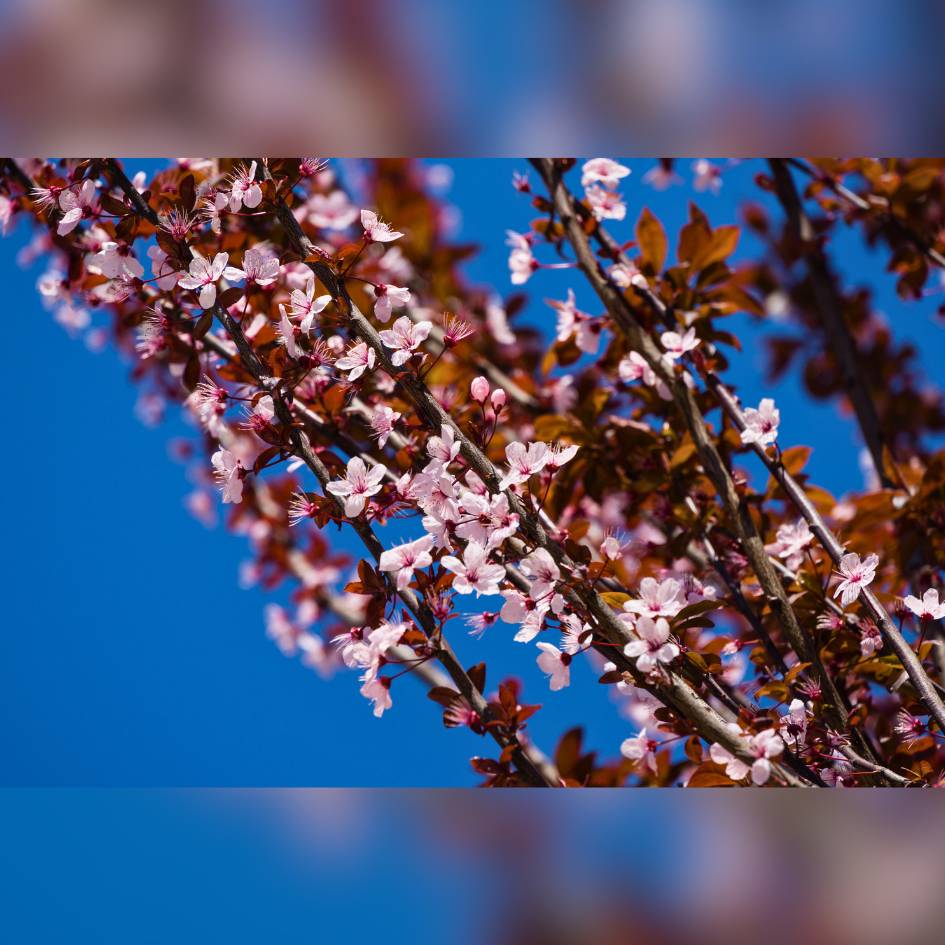Prunus cerasifera ‘Nigra’