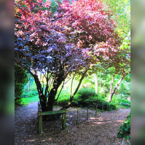 Prunus cerasifera ‘Nigra’