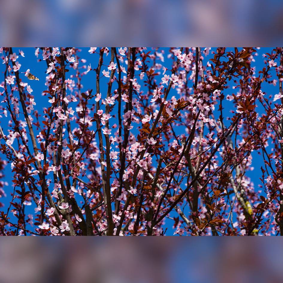 Prunus cerasifera ‘Nigra’