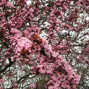 Prunus cerasifera ‘Nigra’
