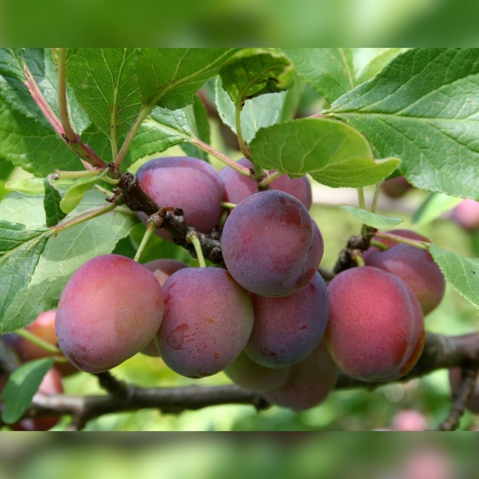 Prunus domestica ‘Opal’ (Espalier)