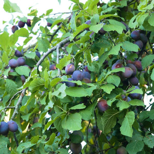 Prunus domestica subsp. insititia