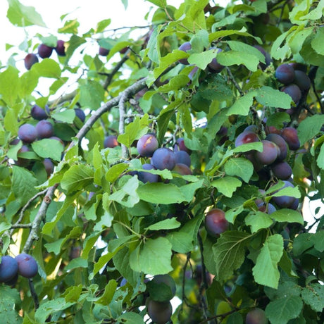 Prunus domestica subsp. insititia