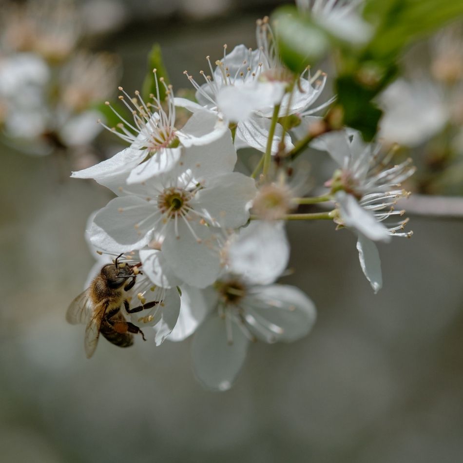 Prunus domestica subsp. insititia
