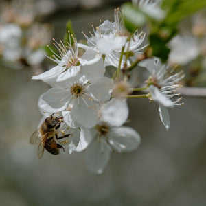 Prunus domestica subsp. insititia