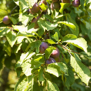 Prunus domestica subsp. insititia