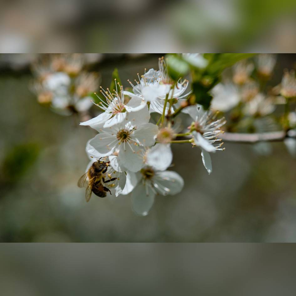 Prunus domestica subsp. insititia