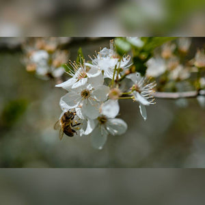 Prunus domestica subsp. insititia