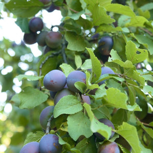 Prunus domestica subsp. insititia