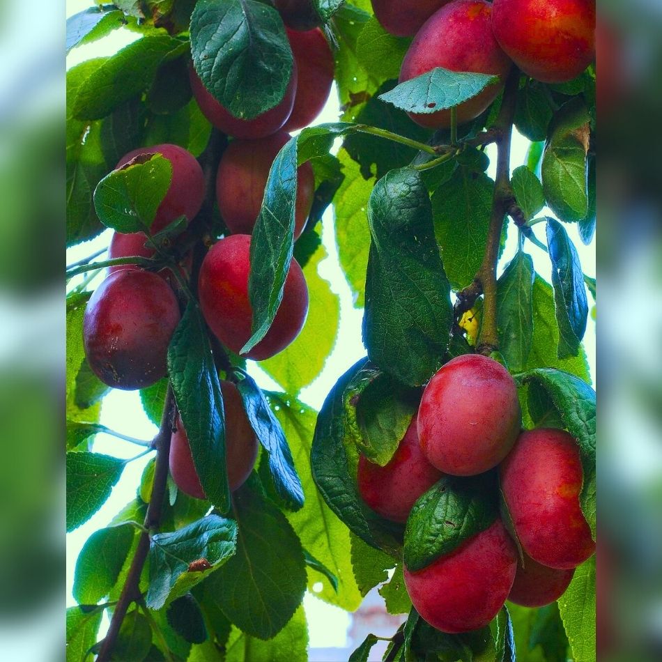 Prunus domestica ‘Victoria’ (Espalier)