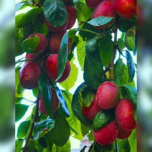Prunus domestica ‘Victoria’ (Espalier)