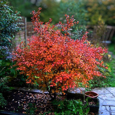 Compact Prunus incisa ‘Kojo-no-mai’ glowing orange-red in autumn.
