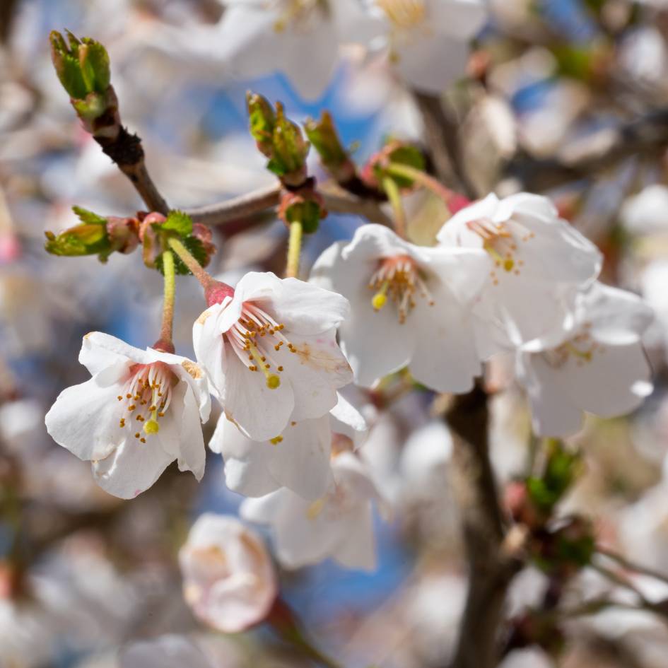 Prunus incisa ‘Kojo-no-mai’