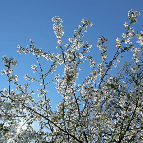 Flowering Prunus incisa ‘Mikinori’ branches silhouetted against a clear blue sky.