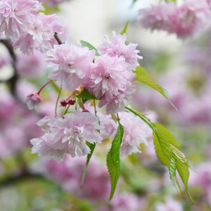 Prunus ‘Kiku-shidare-zakura’
