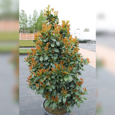 Compact upright Prunus laurocerasus ‘Bonaparte’ displayed in a black pot.