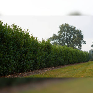 Prunus laurocerasus ‘Elly’