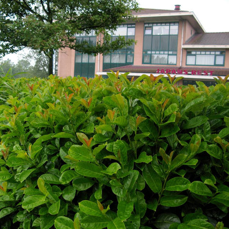 Low vigorous Prunus laurocerasus ‘Etna’ hedge with bronzed new growth.