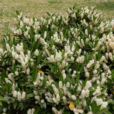 Mass of ‘Otto Luyken’ cherry laurel covered in upright white flower spikes.