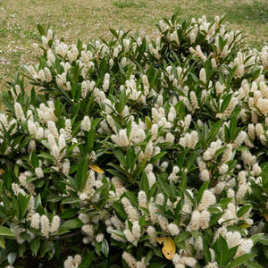 Prunus laurocerasus ‘Otto Luyken’ (Hedging)
