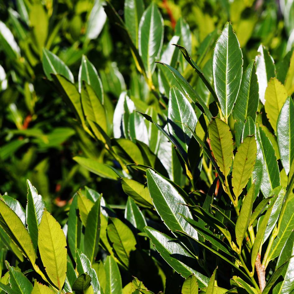 Prunus laurocerasus ‘Otto Luyken’ (Hedging)