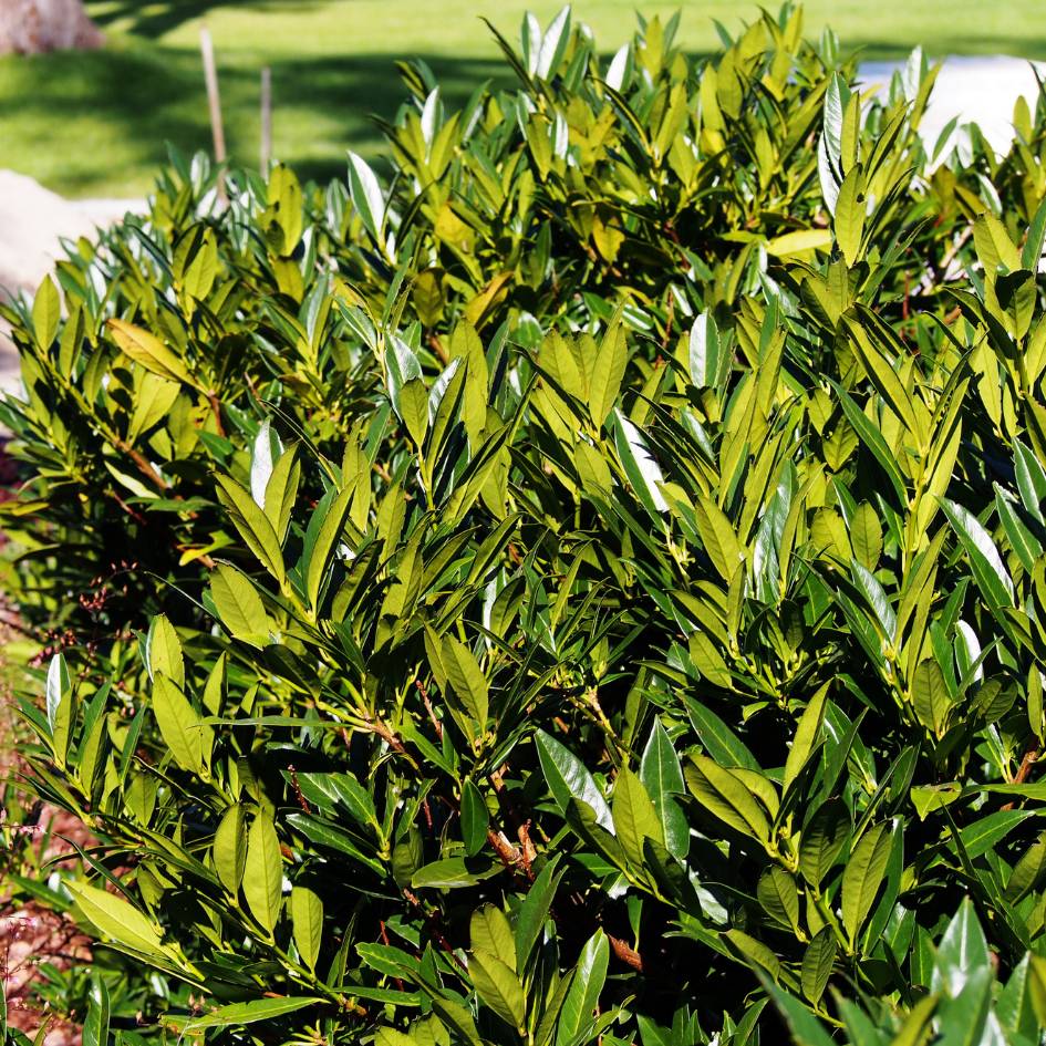 Prunus laurocerasus ‘Otto Luyken’ (Hedging)