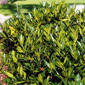 Prunus laurocerasus ‘Otto Luyken’ (Hedging)
