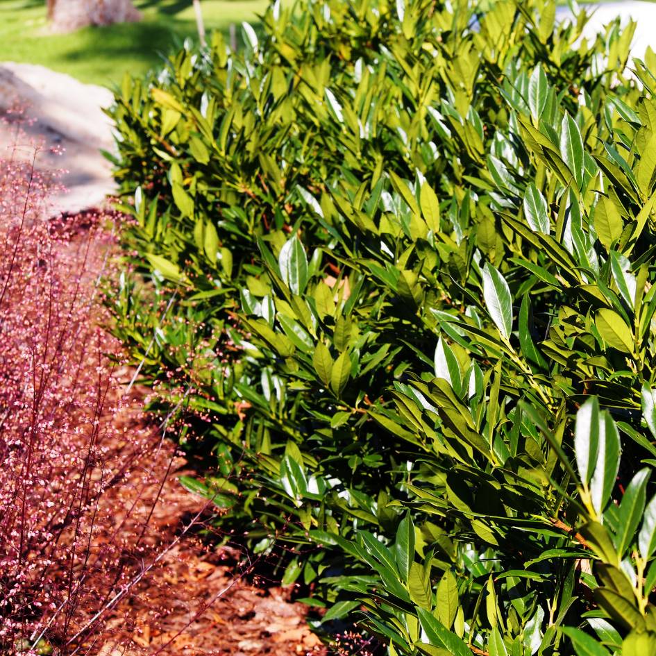 Prunus laurocerasus ‘Otto Luyken’ (Hedging)