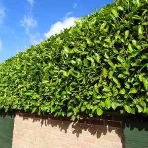Prunus laurocerasus ‘Rotundifolia’