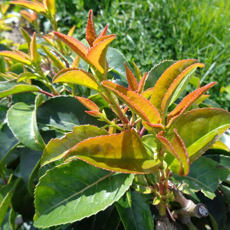 Close-up of copper-red young Prunus lusitanica ‘Tico’ foliage above glossy leaves.